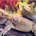 Buy A Black Bearded Dragon Online Unique And Ready For You