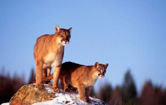 Mountain Lion Mounts