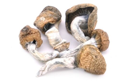 Mushrooms