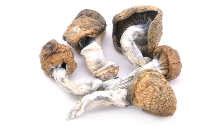 Mushrooms